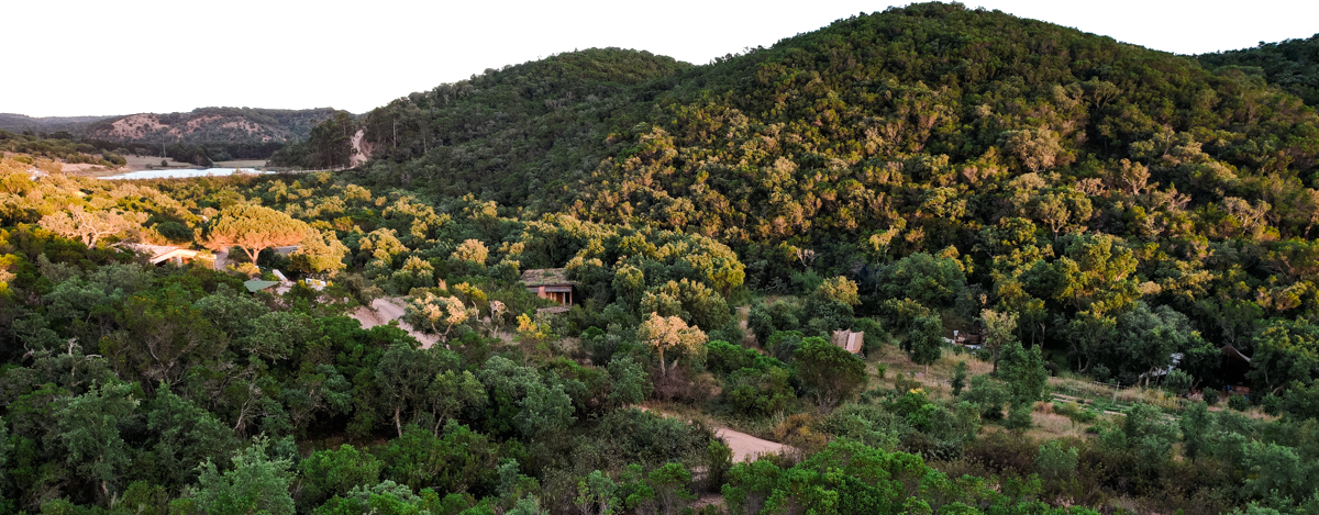 Essência forest skyline